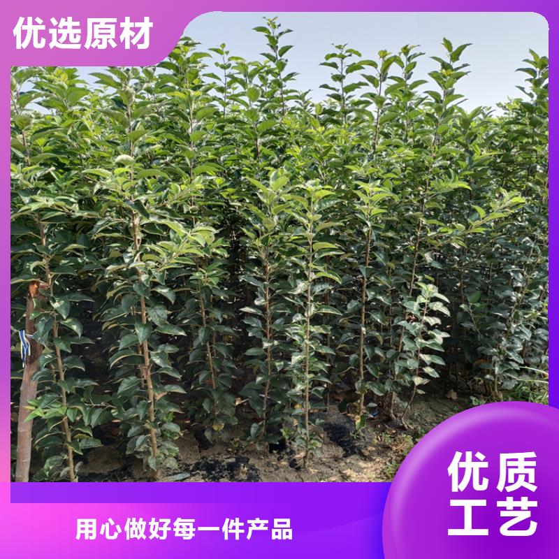 梨树,苹果苗定制速度快工期短