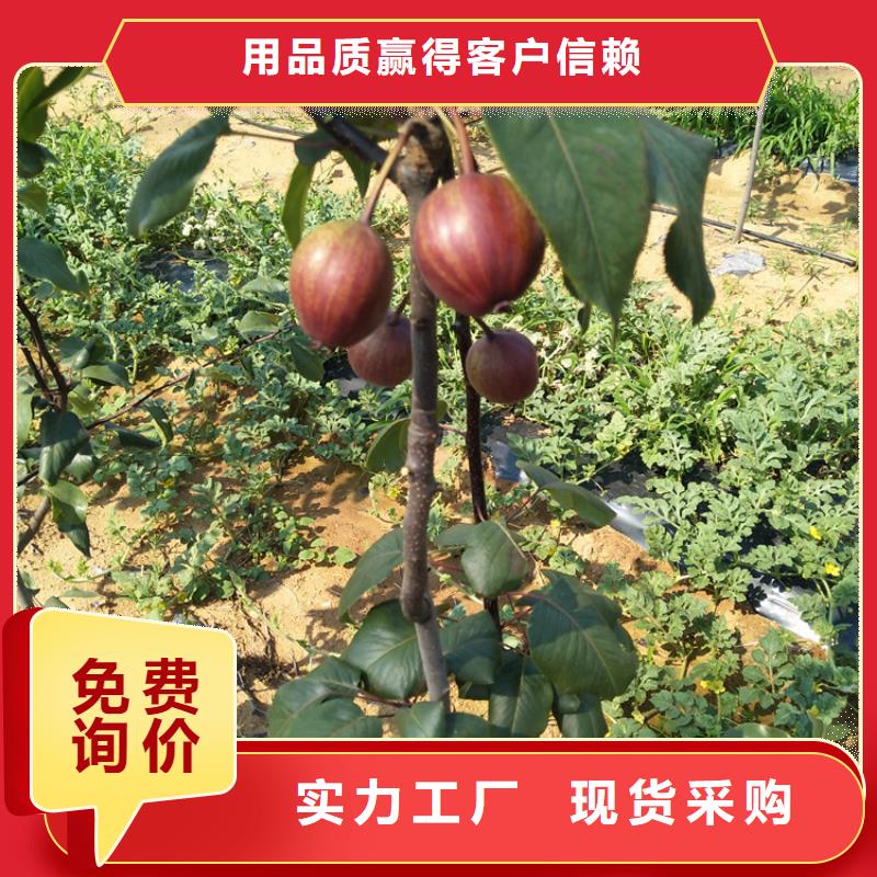 【梨树,桃树苗为品质而生产】
