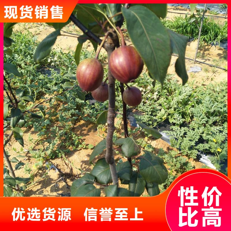 梨树-【苹果苗】实体厂家支持定制