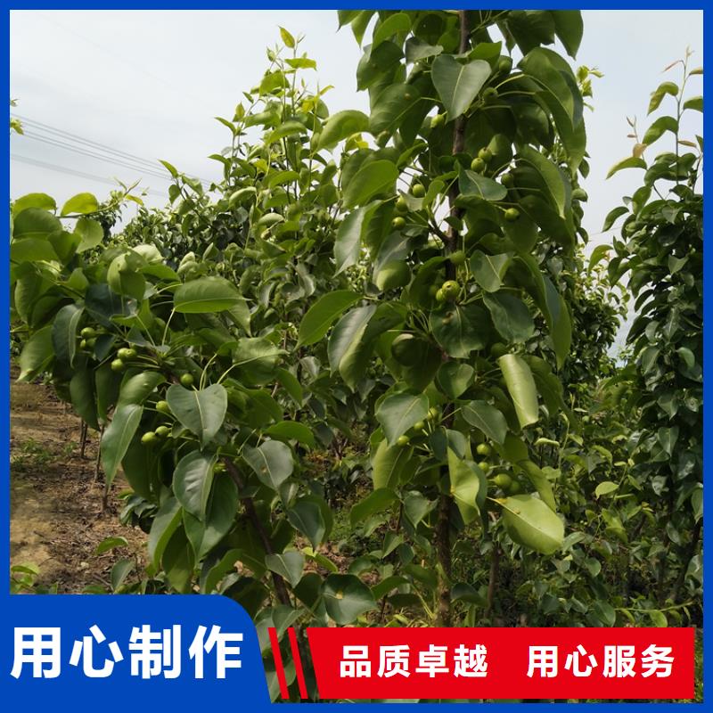 梨树葡萄苗联系厂家