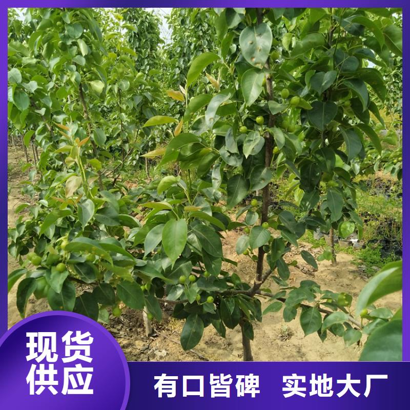 梨树苹果苗质量检测