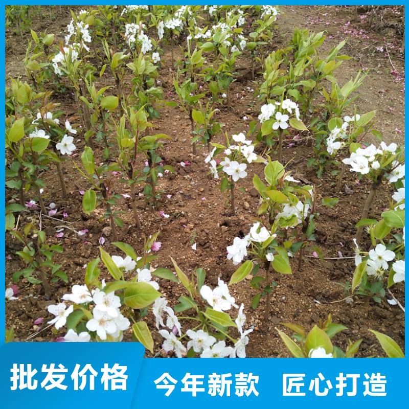 梨树-苹果苗发货及时
