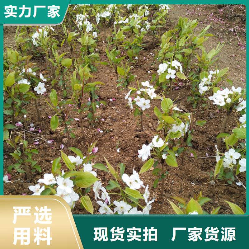 【梨树】苹果苗应用领域