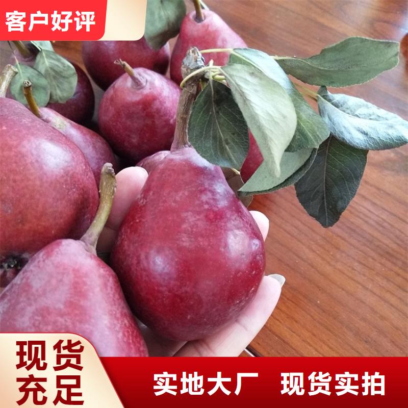 梨树-苹果苗发货及时