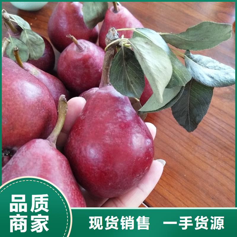 【梨树桃树苗质量三包】