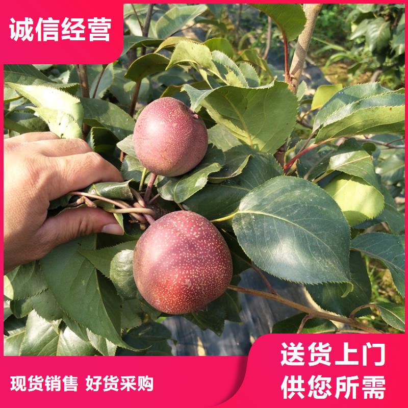 梨树_樱桃苗实力商家
