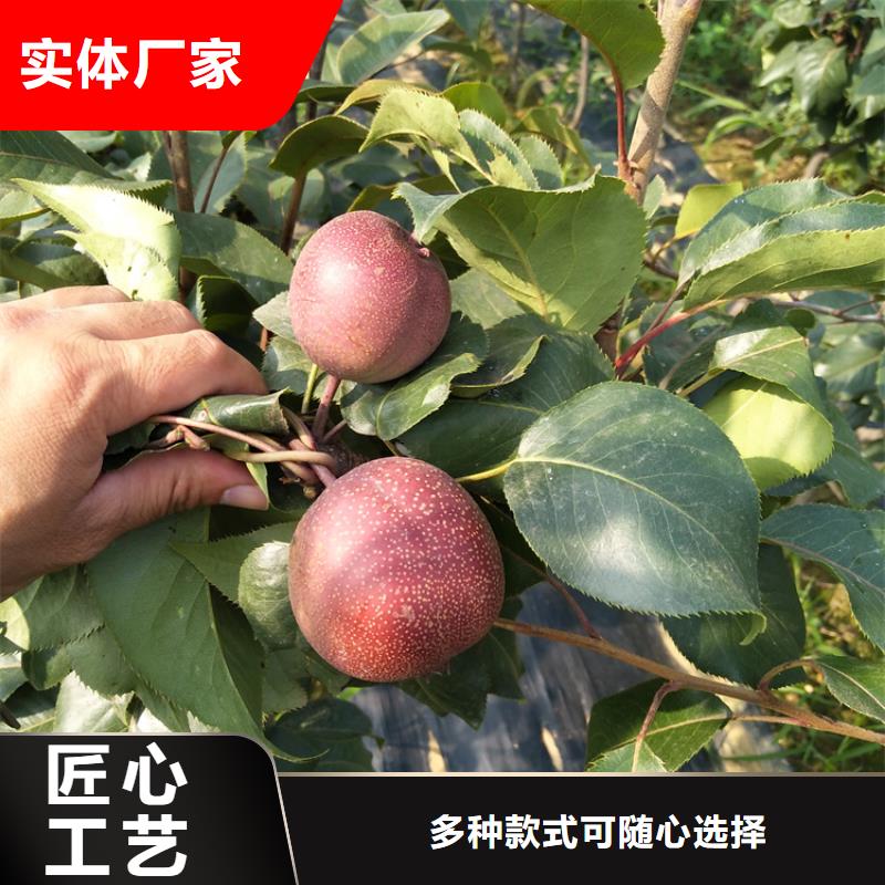 梨树苹果苗免费回电