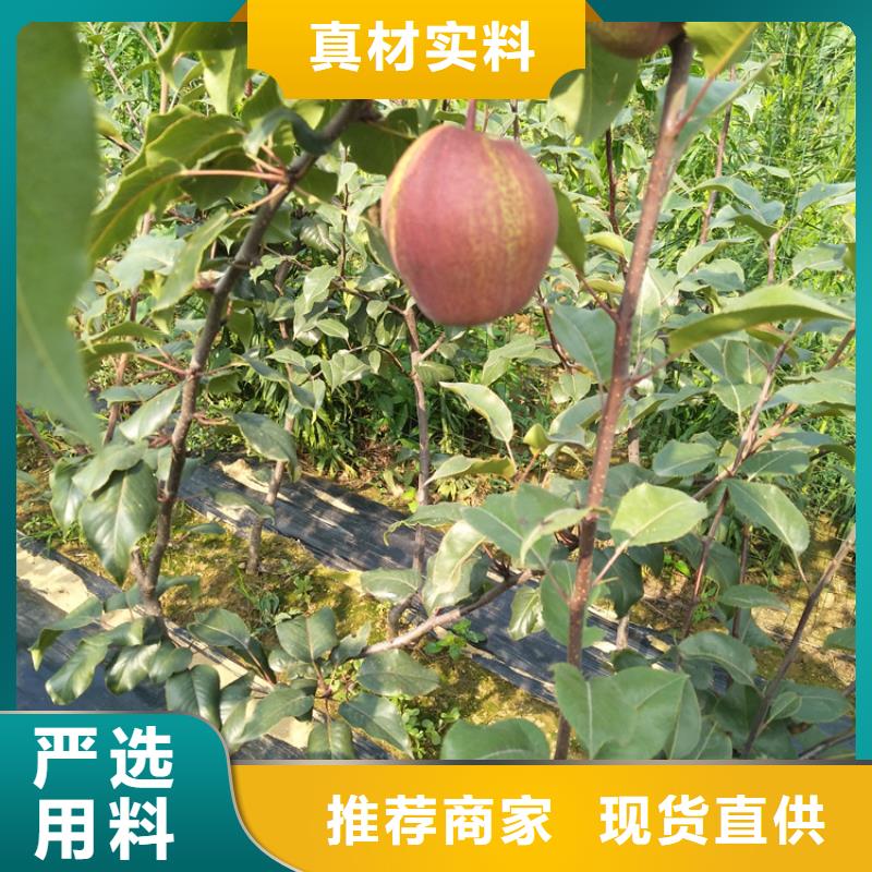 【梨树】苹果苗应用领域
