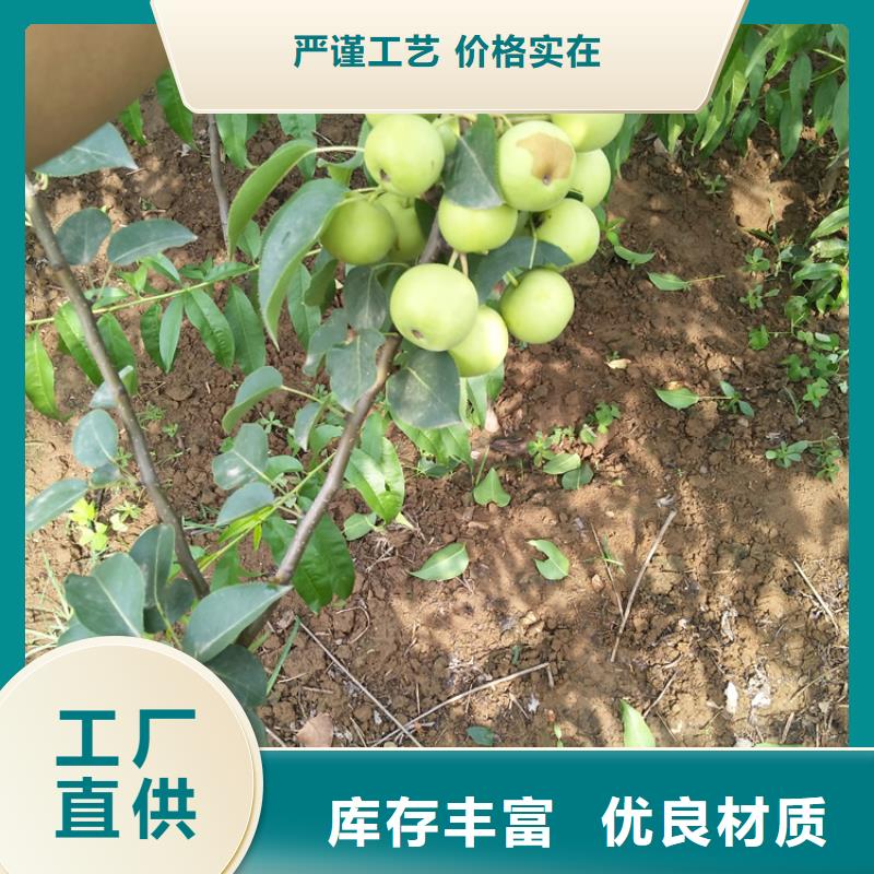 梨树西瓜番石榴苗符合行业标准