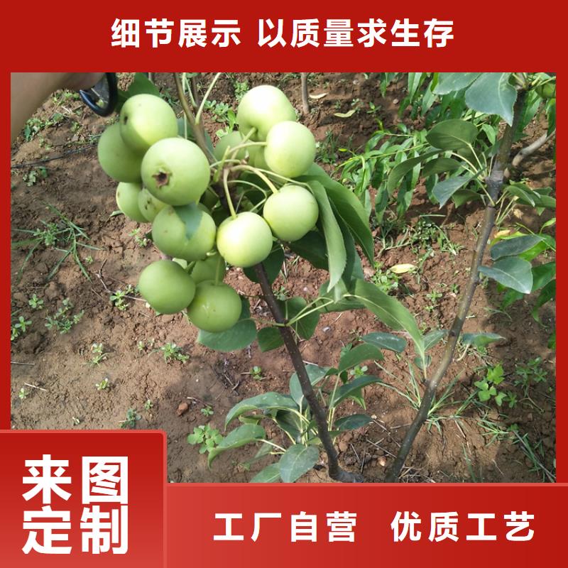 【梨树_苹果苗敢与同行比价格】