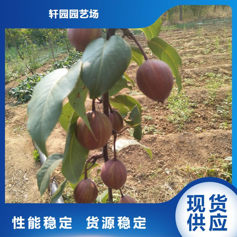 【梨树_苹果苗敢与同行比价格】