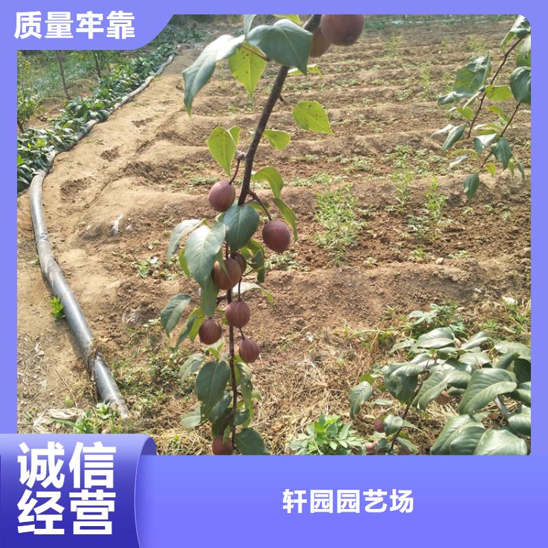 梨树苹果苗免费回电
