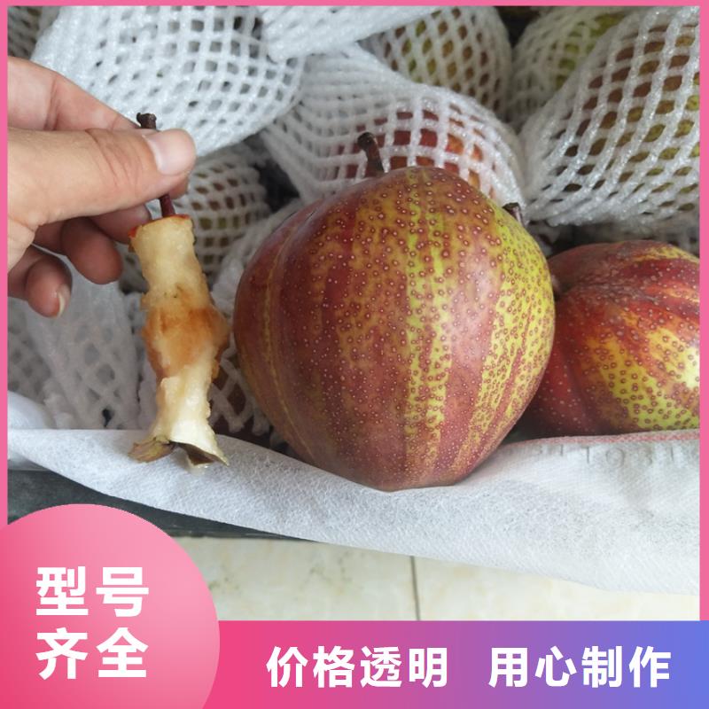 梨树-嘎啦苹果生产型