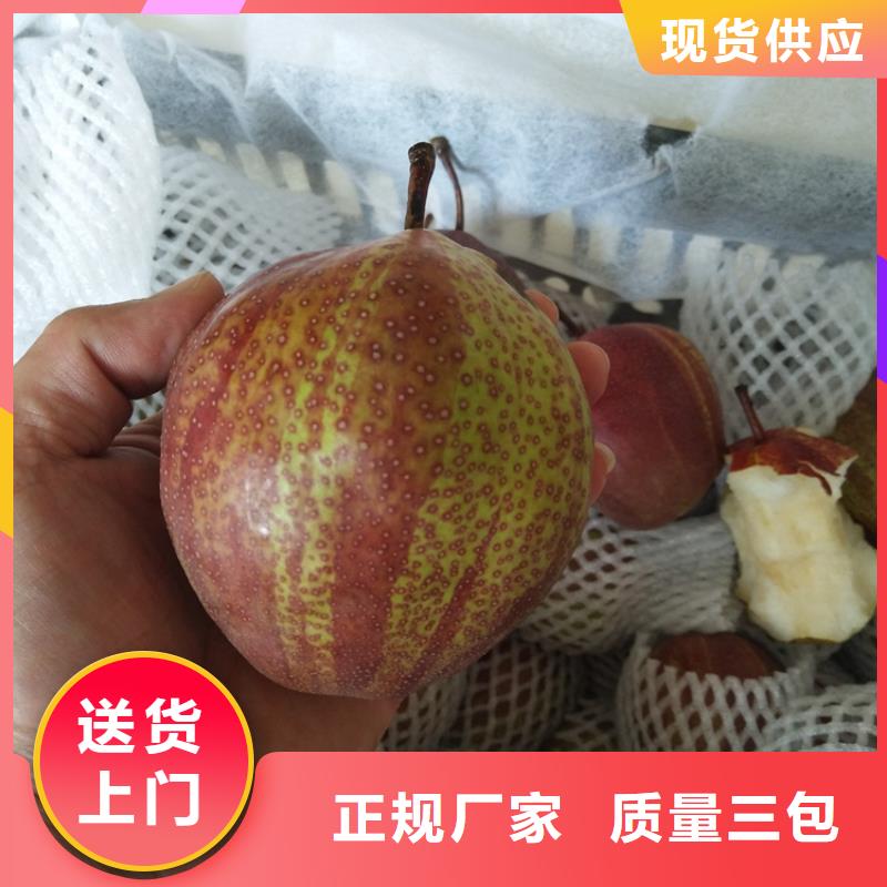 梨树,【石榴树苗】源头采购