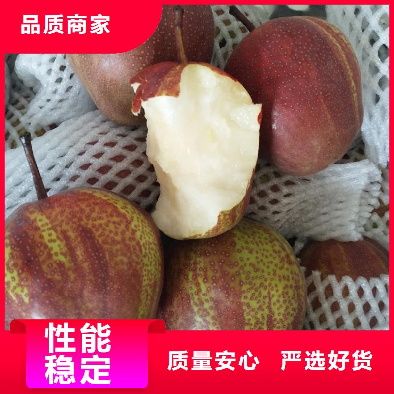 梨树桃树苗定制零售批发