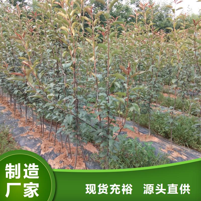 梨树西瓜番石榴苗符合行业标准