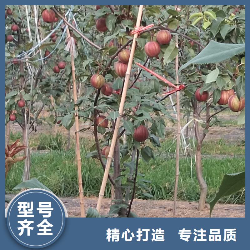 梨树蓝莓苗买的放心安兴用的舒心