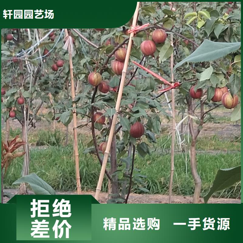 梨树【蓝莓苗】订制批发
