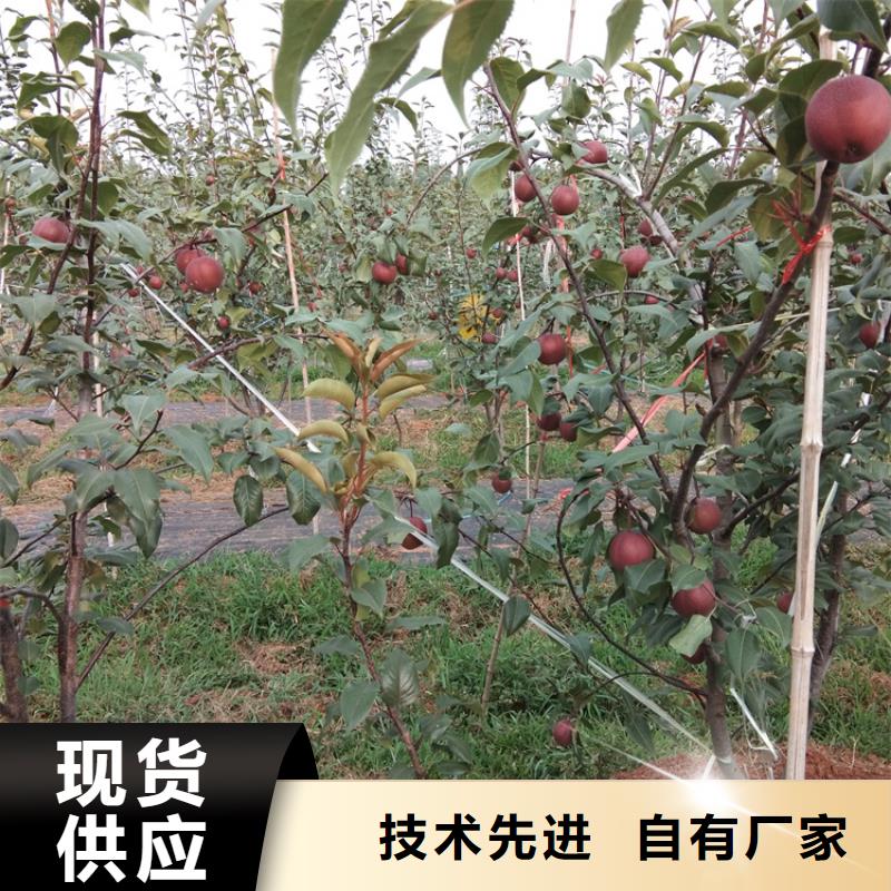 梨树_【猕猴桃苗】实力雄厚品质保障