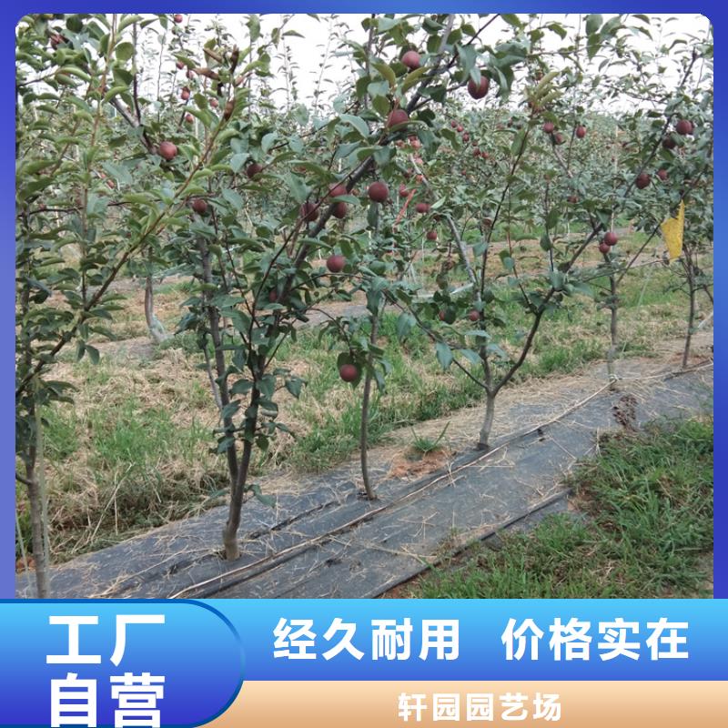 【梨树桃树苗质量三包】