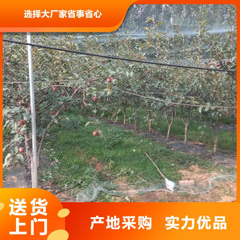 梨树苹果苗匠心制造