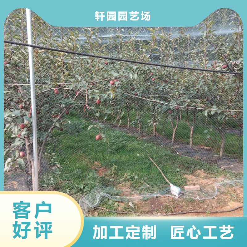 【梨树】苹果苗应用领域