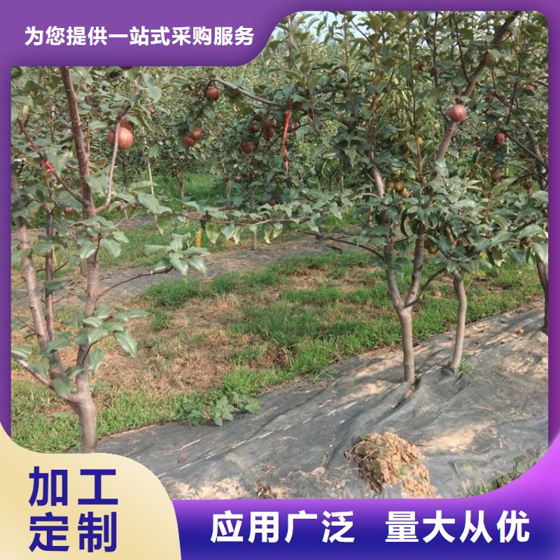 梨树【蓝莓苗】订制批发