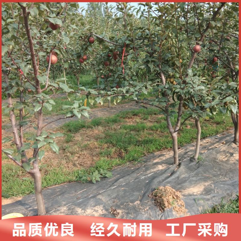 梨树桃树苗每个细节都严格把关