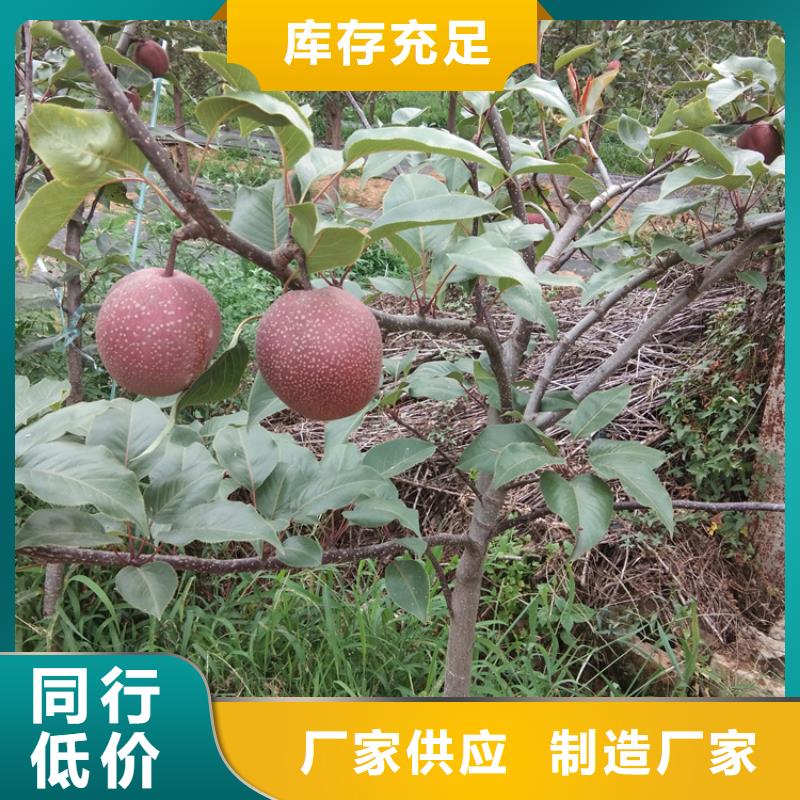 梨树_【嘎啦苹果】实力才是硬道理