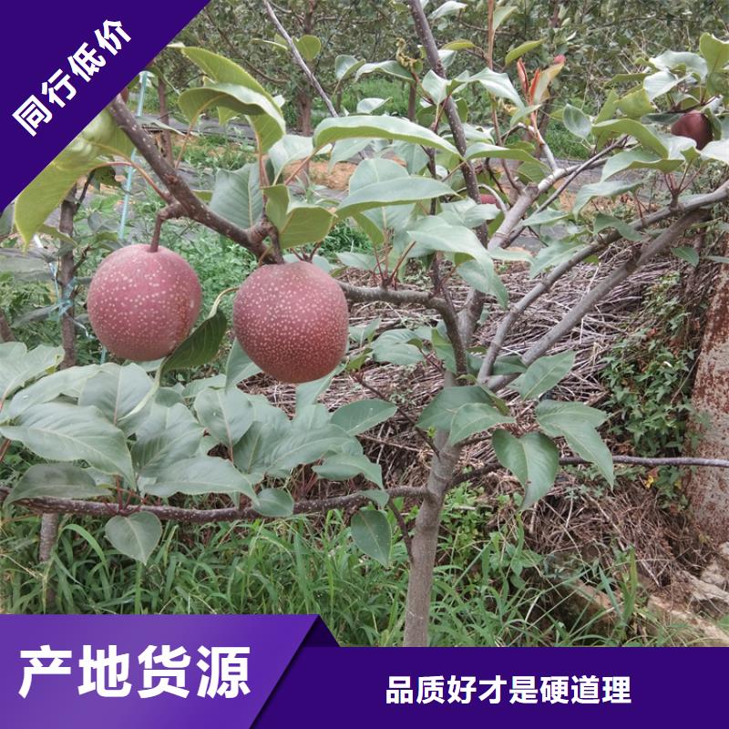 梨树樱桃苗质保一年