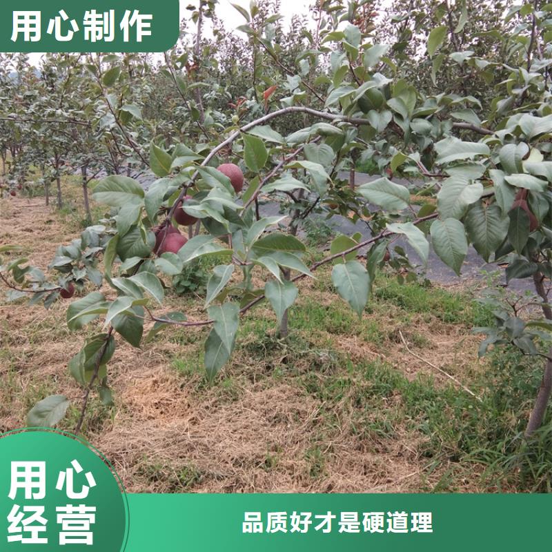梨树苹果苗免费回电
