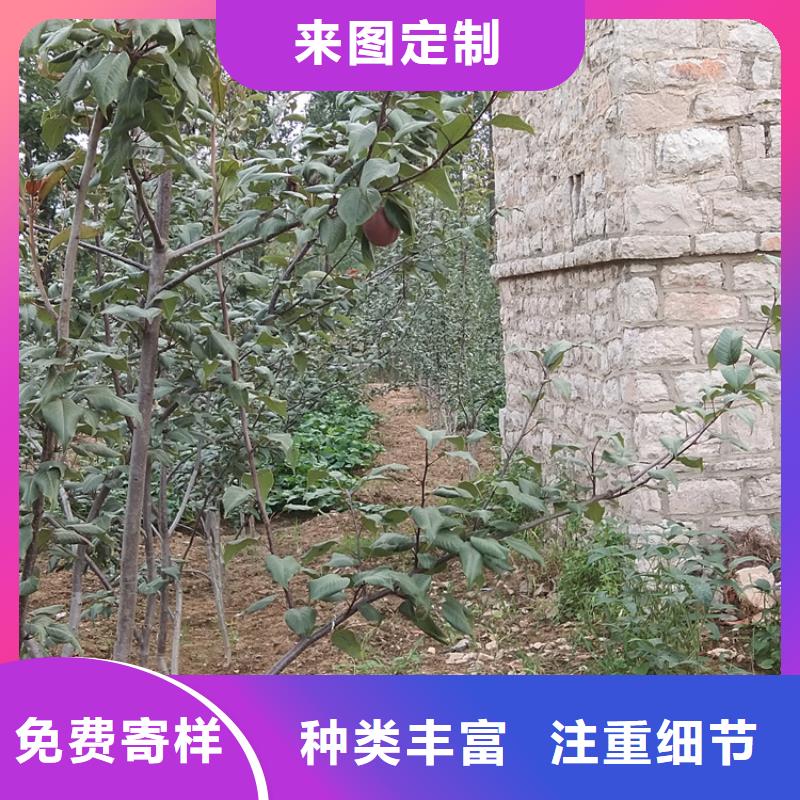 梨树_猕猴桃苗为您提供一站式采购服务