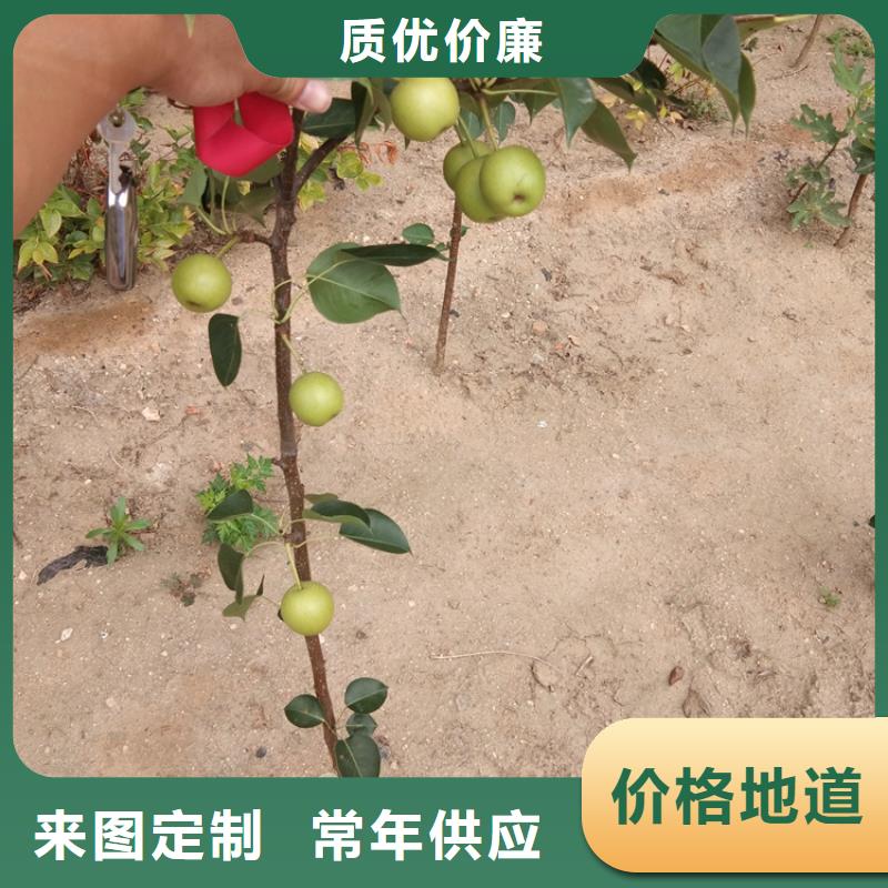 梨树桃树苗质量优选