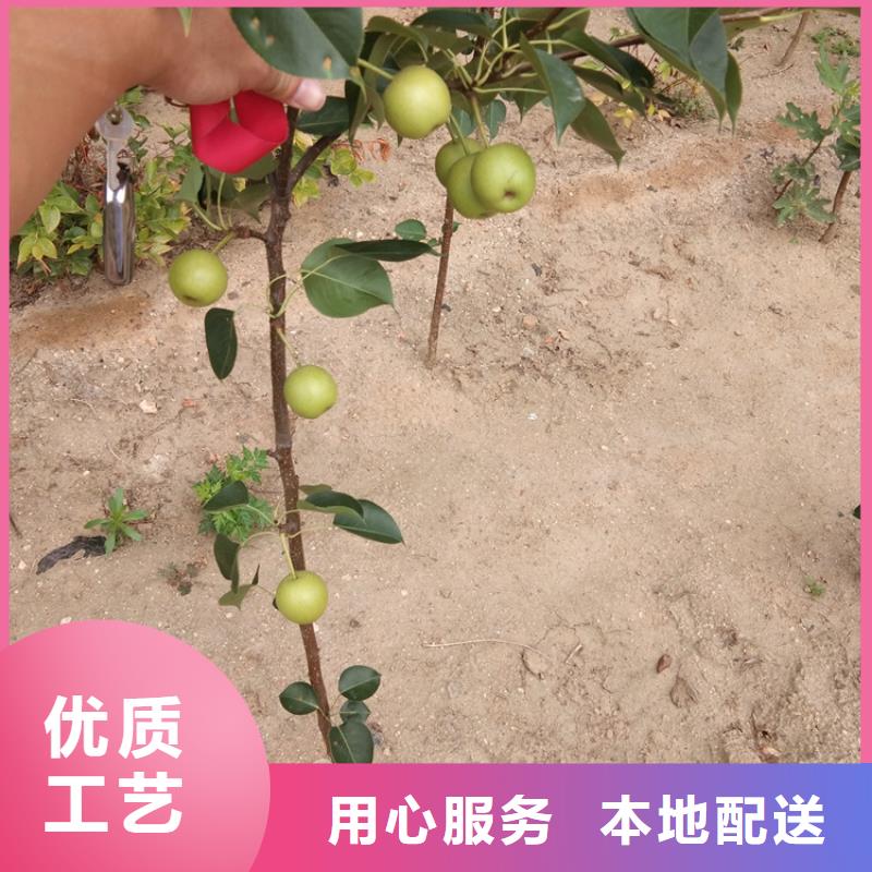 梨树【梨树苗】质优价保