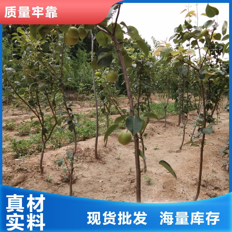 【梨树苹果苗敢与同行比质量】