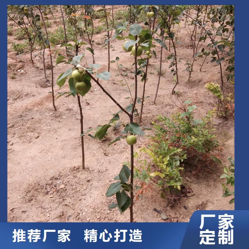 梨树-嘎啦苹果生产型