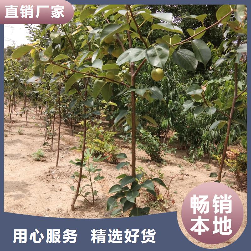 梨树桃树苗定制零售批发