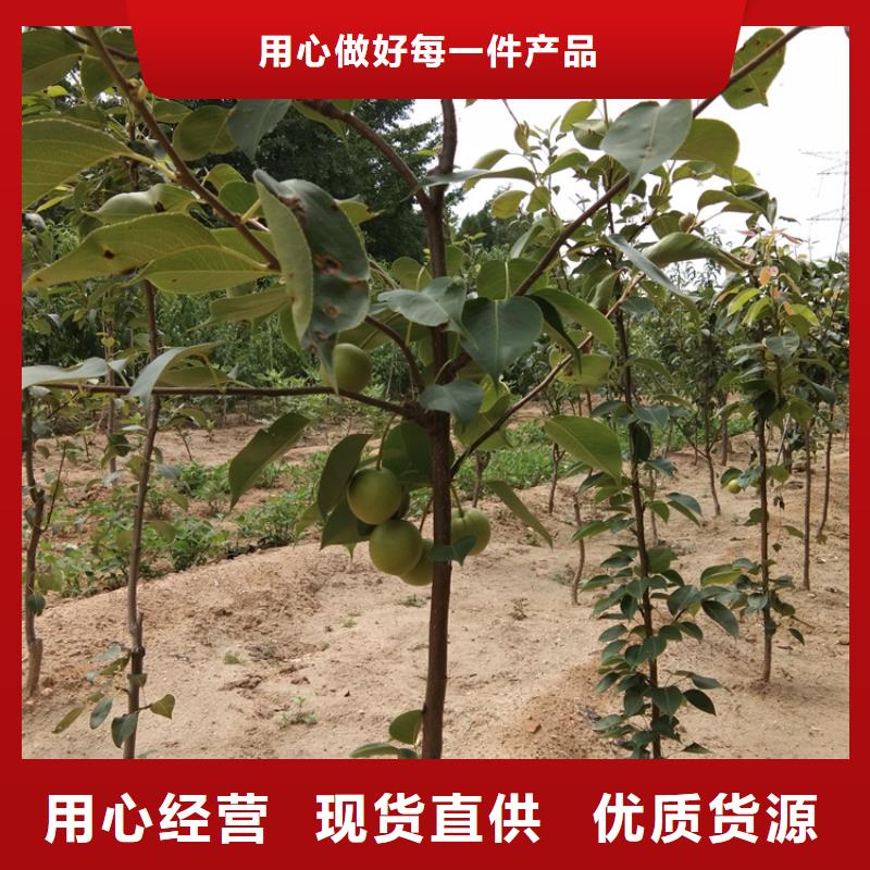 梨树西瓜苗产品细节参数