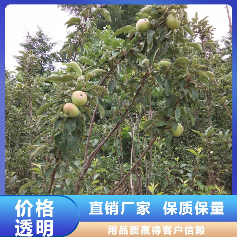 梨树_樱桃苗细节之处更加用心