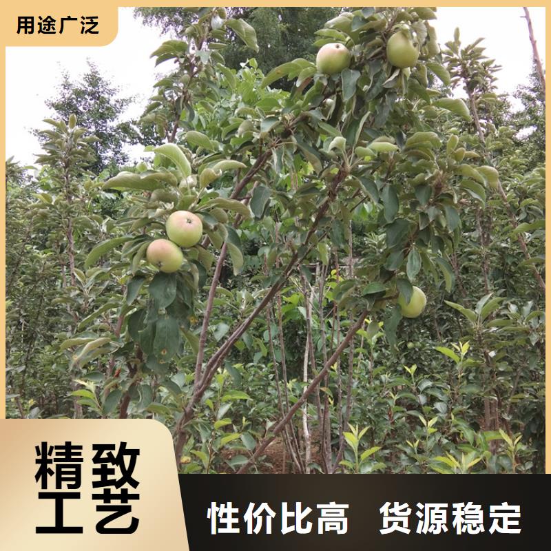 梨树,苹果苗定制速度快工期短