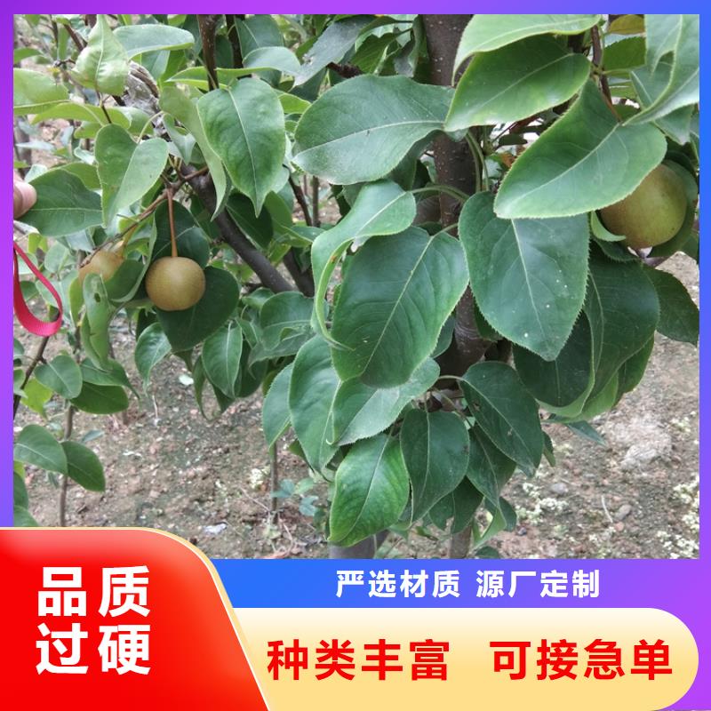 【梨树】苹果苗拒绝差价