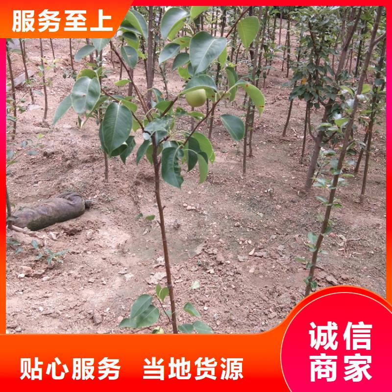 梨树桃树苗定制零售批发