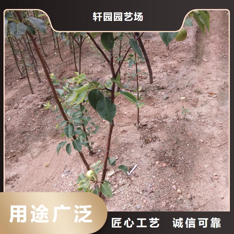 梨树_【猕猴桃苗】实力雄厚品质保障