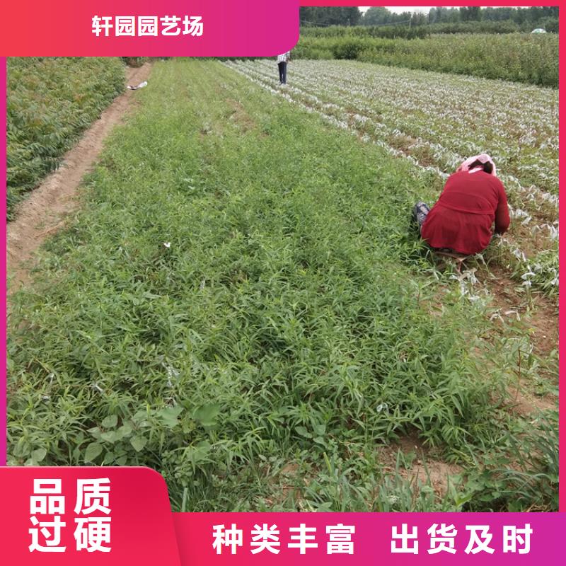 梨树_【嘎啦苹果】实力才是硬道理