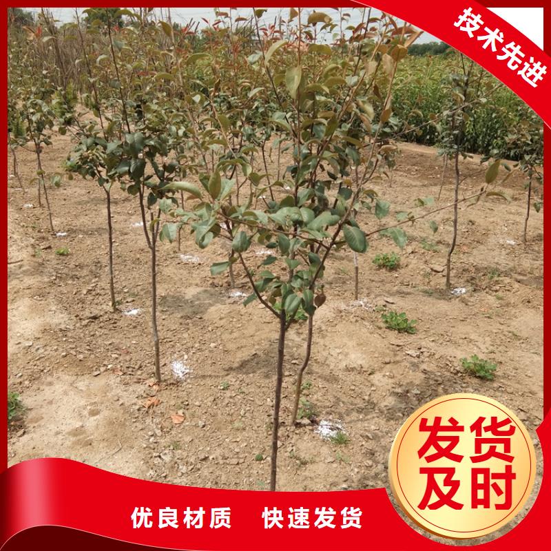 梨树苹果苗质量检测