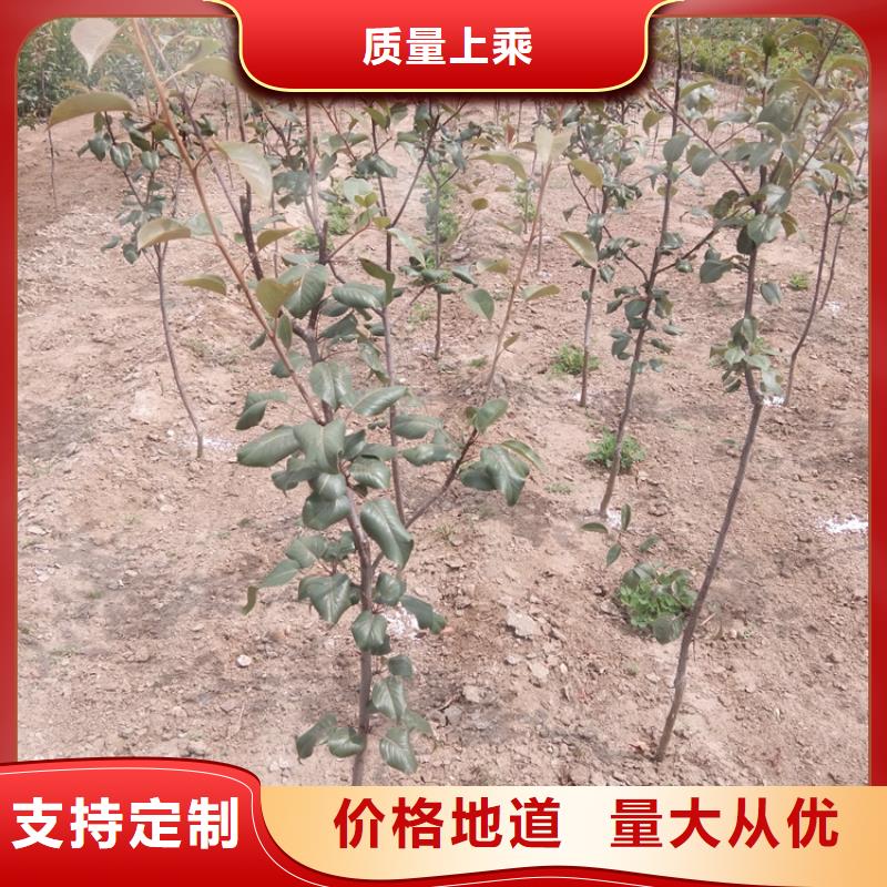 【梨树】苹果苗应用领域