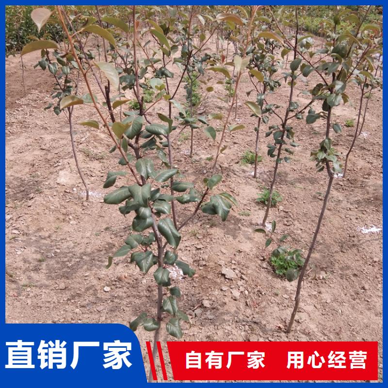 【梨树】苹果苗拒绝差价