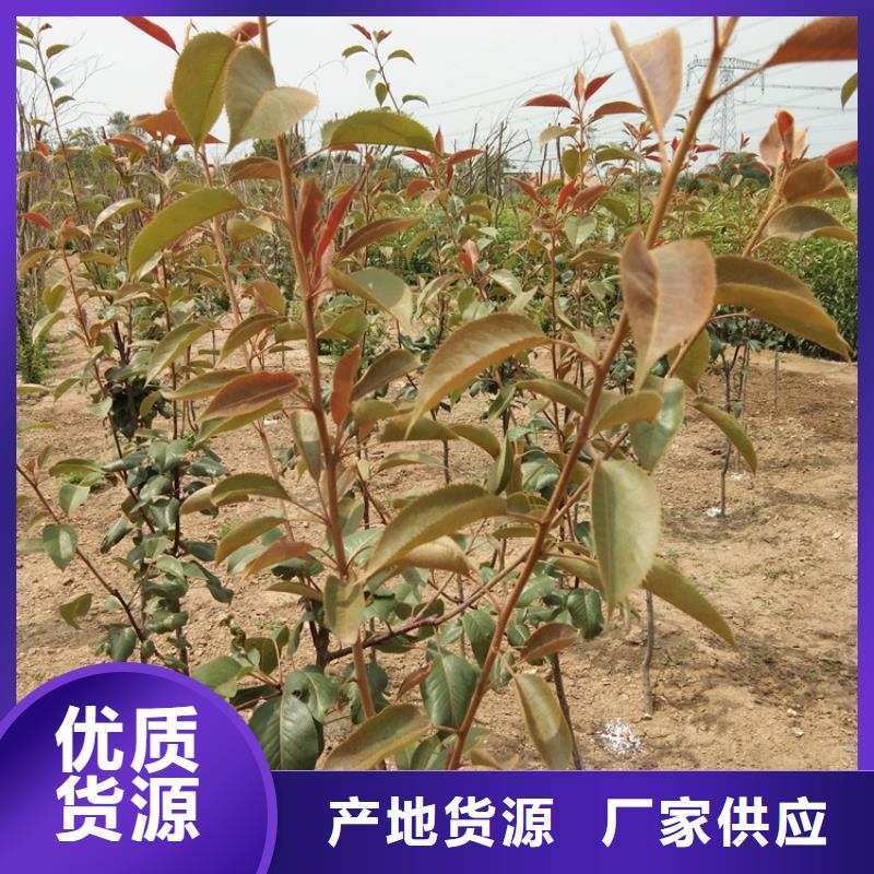【梨树】苹果苗应用领域