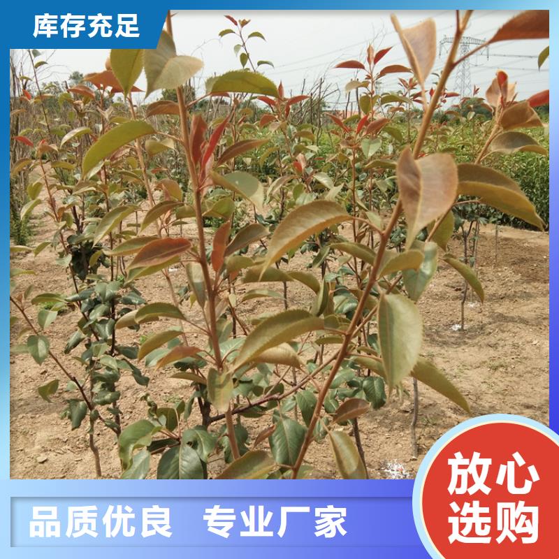 梨树【樱桃苗】优选厂商