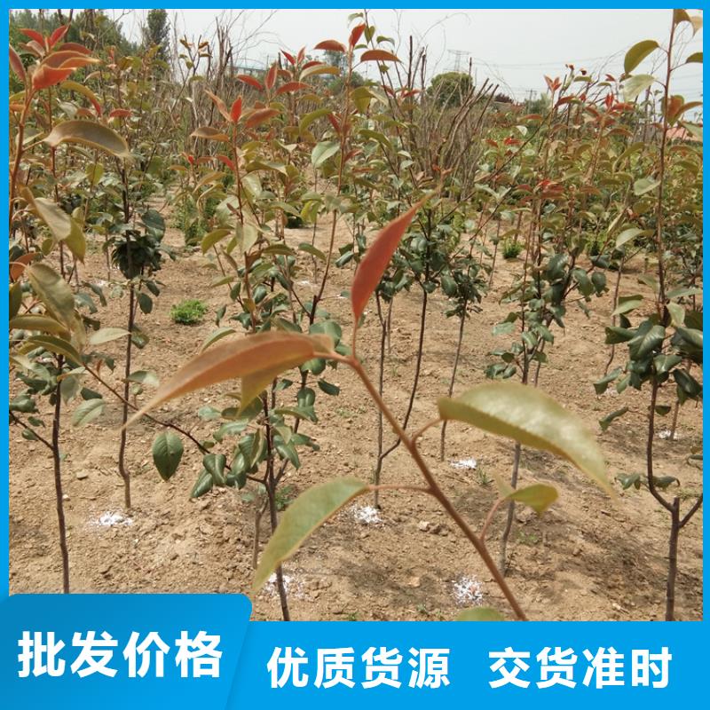 【梨树】_黄瓜苗放心选购